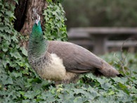 423928272 UC Davis Arboretum, Peahen